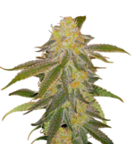 1769774872101.png 1769774872101.png