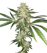 1769782295013.png 1769782295013.png