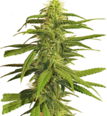 1769951356282.png 1769951356282.png