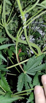 IMG_20260201_223005.jpg IMG_20260201_223005.jpg