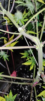 IMG_20260201_223030.jpg IMG_20260201_223030.jpg