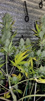 IMG_20260201_223100.jpg IMG_20260201_223100.jpg