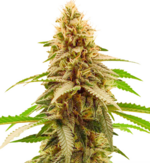 1770029785297.png 1770029785297.png