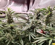 Day 92 (2.02) (4).jpg