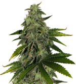 1770113679069.png 1770113679069.png