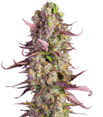 1770218380913.png 1770218380913.png