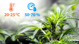 1770218620587.png 1770218620587.png