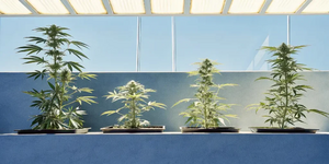 1770218782353.png 1770218782353.png