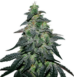 1770286308810.png 1770286308810.png