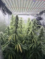 IMG_0346.jpeg IMG_0346.jpeg