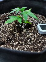 Растим, пока не отчислят 2