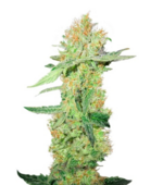 1770881062998.png 1770881062998.png