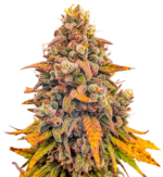 1770881077911.png 1770881077911.png