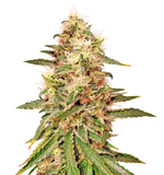 1770977032476.png 1770977032476.png