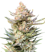 1770977047216.png 1770977047216.png