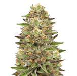 1770977067707.png 1770977067707.png