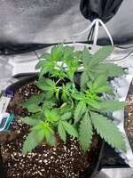 Special Tangie и Auto AK