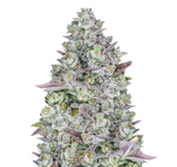 1771001086549.png 1771001086549.png