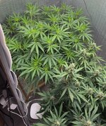 Первый опыт подъема растишки