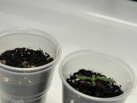 Легендарные калаши