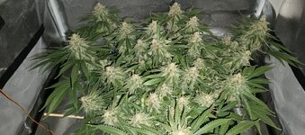 IMG_20260214_105003_416.jpg IMG_20260214_105003_416.jpg