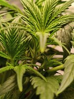 Две подружки убивашки,или приключения инвалида в мире грова часть вторая