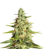 1771238139571.png 1771238139571.png