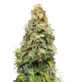 1771238154966.png 1771238154966.png