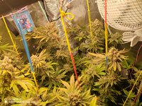 Первый фотик