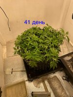 Синий папа вернулся с корпаратива 5.0