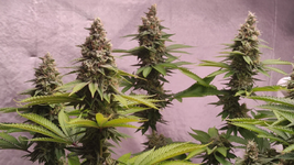 Ёк Макарёк!