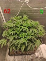 Сибирский гров. Первый фотик на кокосе.