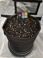 Пробуем КБД сорт Apple Betty