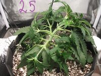 Black Herer, первый гров, нужна помощь)