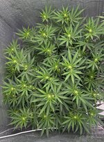 Первый опыт подъема растишки