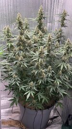 Автик+фотик(упор на фотик)