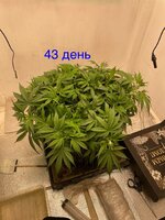 Синий папа вернулся с корпаратива 5.0