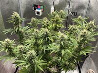 Мой первый* гров