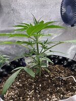 Special Tangie и Auto AK