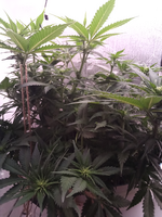 Sugar Black Rose Early Version