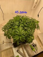 Синий папа вернулся с корпаратива 5.0