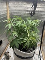 IMG_3690.jpeg IMG_3690.jpeg