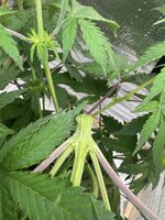 IMG_3691.jpeg IMG_3691.jpeg