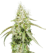 1772554913500.png 1772554913500.png