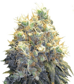 1772555040004.png 1772555040004.png