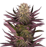 1772995480945.png 1772995480945.png