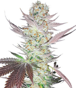 1772995514934.png 1772995514934.png