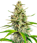 1773067243967.png 1773067243967.png