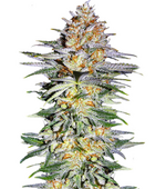 1773067289137.png 1773067289137.png