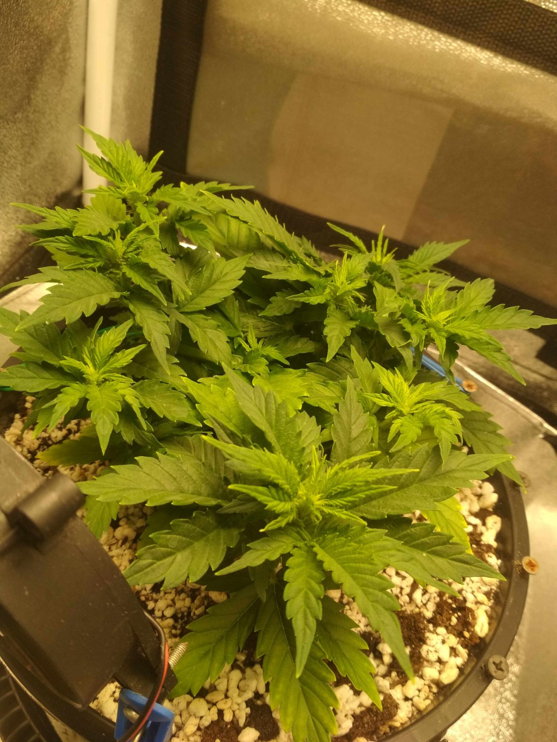 IMG_20220604_172653.jpg IMG_20220604_172653.jpg